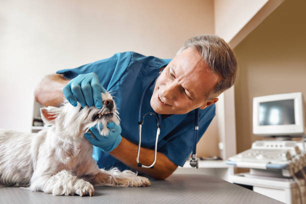 Best Emergency Dental Care for Sports Injuries in Whitney, TX